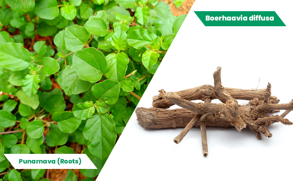 Herbal Hills Punarnava Powder, (1kg Pack) | Supports Kidney Health & Water Balance | Punarnava Churna For Urinary Wellness & Swelling Relief | With Boerhavia Diffusa Root