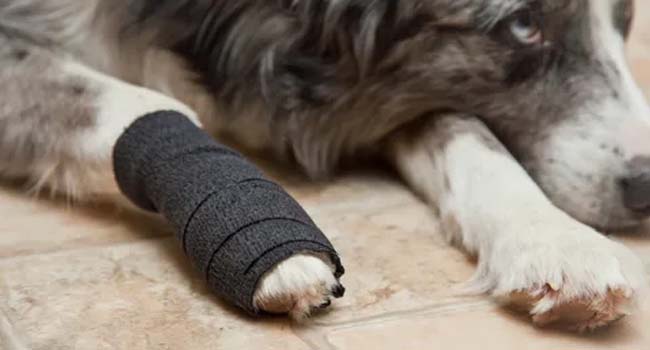 15 Rolls Self Adhesive Bandage Wrap | Non-Woven Self Adherent Vet Wrap Tape, Athletics Elastic Bandage for Sports,Pet Bandage, 5CM x 4.5M Cohesive Bandage Tape for Wrist & Ankle Sprain-Colorful