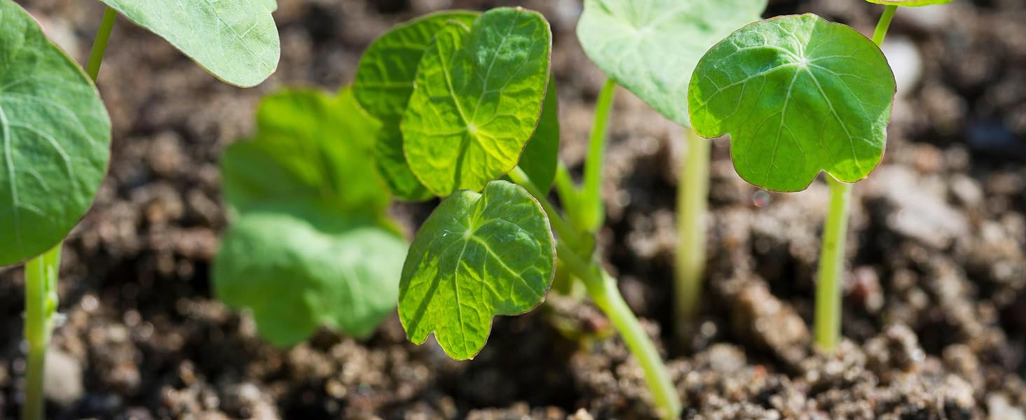 Willvine Kohlrabi, Early White Vienna 120 Seeds for Planting