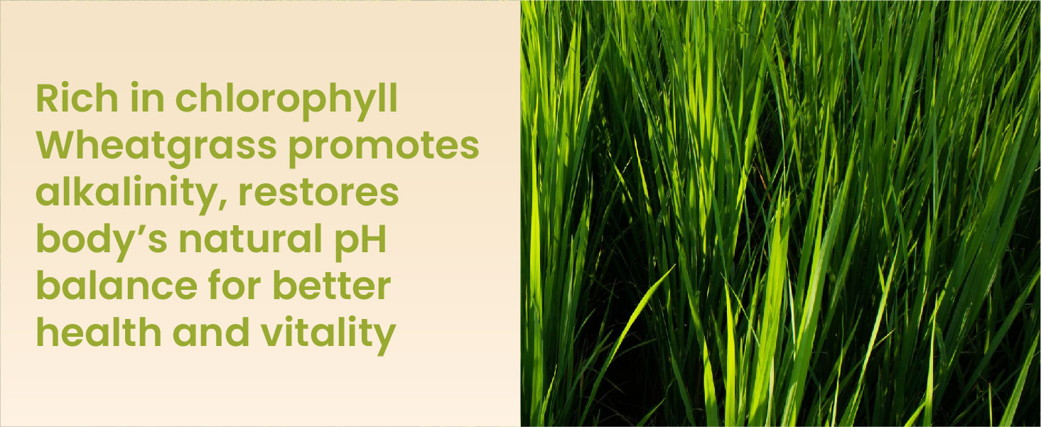 Vlado's Himalayan Organics Natural Organic Wheatgrass Powder | USDA Certified I Wheat Grass Powder | Organic Wheatgrass Juice | Ayurvedic Support For Natural Detox | Immunity Booster | Herbal Supplement - 100g