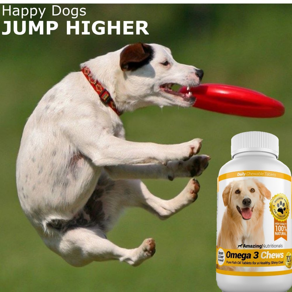 probiotics-for-dogs-digestive-with-dog-s-5.jpg