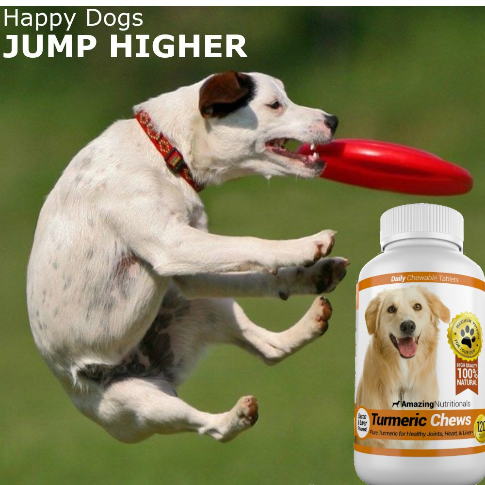 probiotics-for-dogs-digestive-health-tur-5.jpg