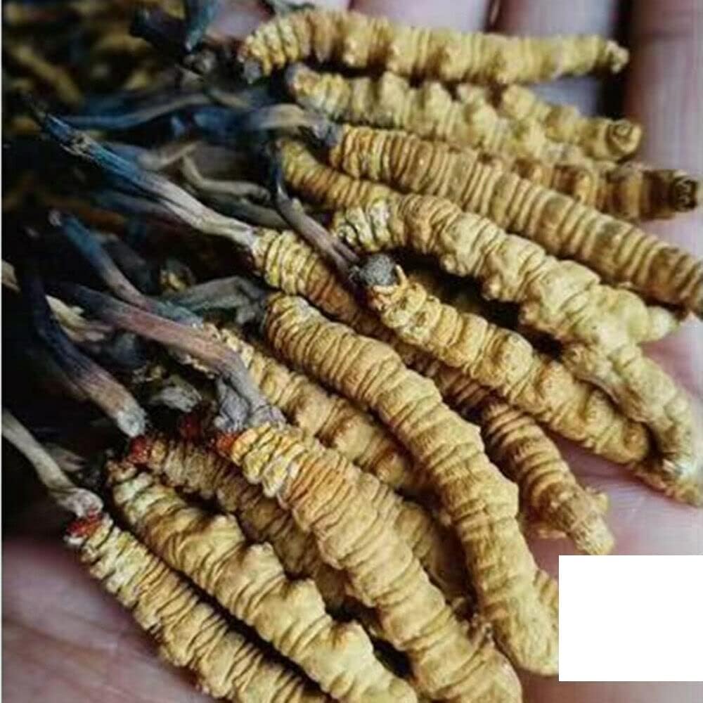 wild-cordyceps-whole-himalyan-cordyceps--2.jpg