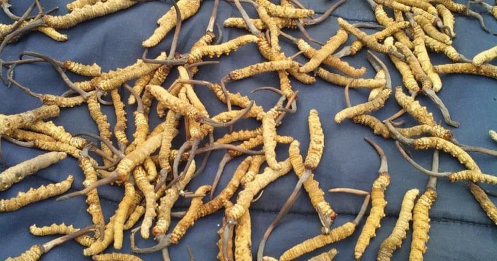 wild-cordyceps-whole-himalyan-cordyceps--3.jpg
