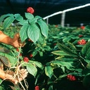 hsu-s-sku-0130-4-half-short-extra-large--5.jpg