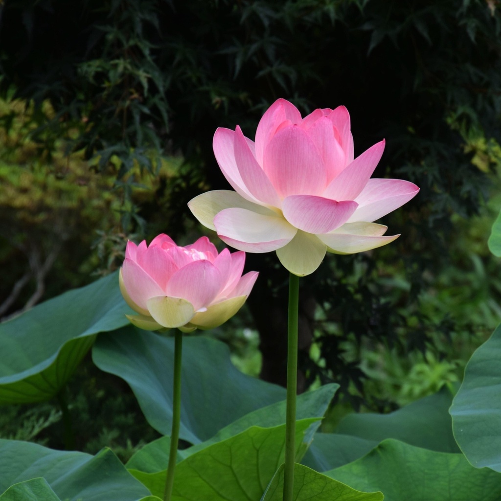 red-color-lotus-seeds-12-seeds-81-7rtsHiBL.jpg