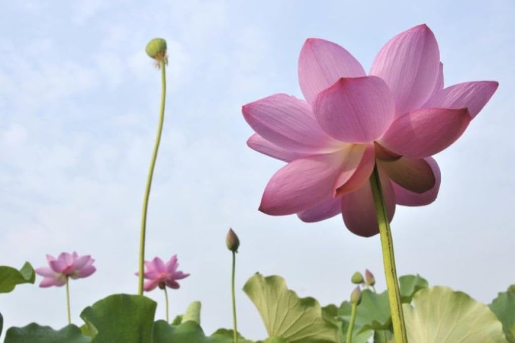 red-color-lotus-seeds-15-seeds-51oNYjwmpGL.jpg