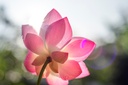 red-color-lotus-seeds-13-seeds-61DhI0eqGOL.jpg