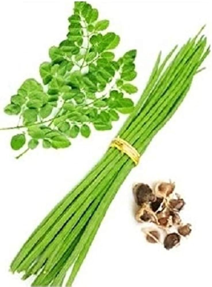 moringa-plant-grafted-hybrid-moringa-dru-51aBsXfXwfL.jpg