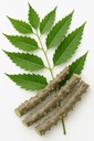 natural-neem-giloy-fresh-plant-sticks-7--71zpIdG9ehL.jpg