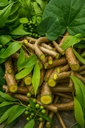 natural-neem-giloy-fresh-plant-sticks-7--81WxKp5T0OL.jpg