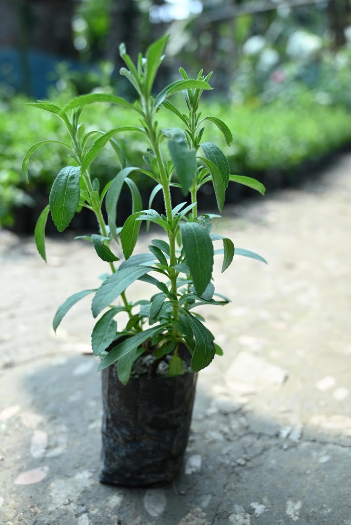 stevia-plant-online-pack-of-1-81qaFatCOjL.jpg