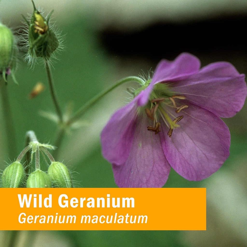 herb-pharm-wild-geranium-cranesbill-liqu-2.jpg