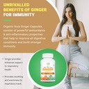 organic-aura-ginger-capsules---120-veg-c-4.jpg
