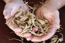 health-embassy-siberian-ginseng-root-cut-5.jpg