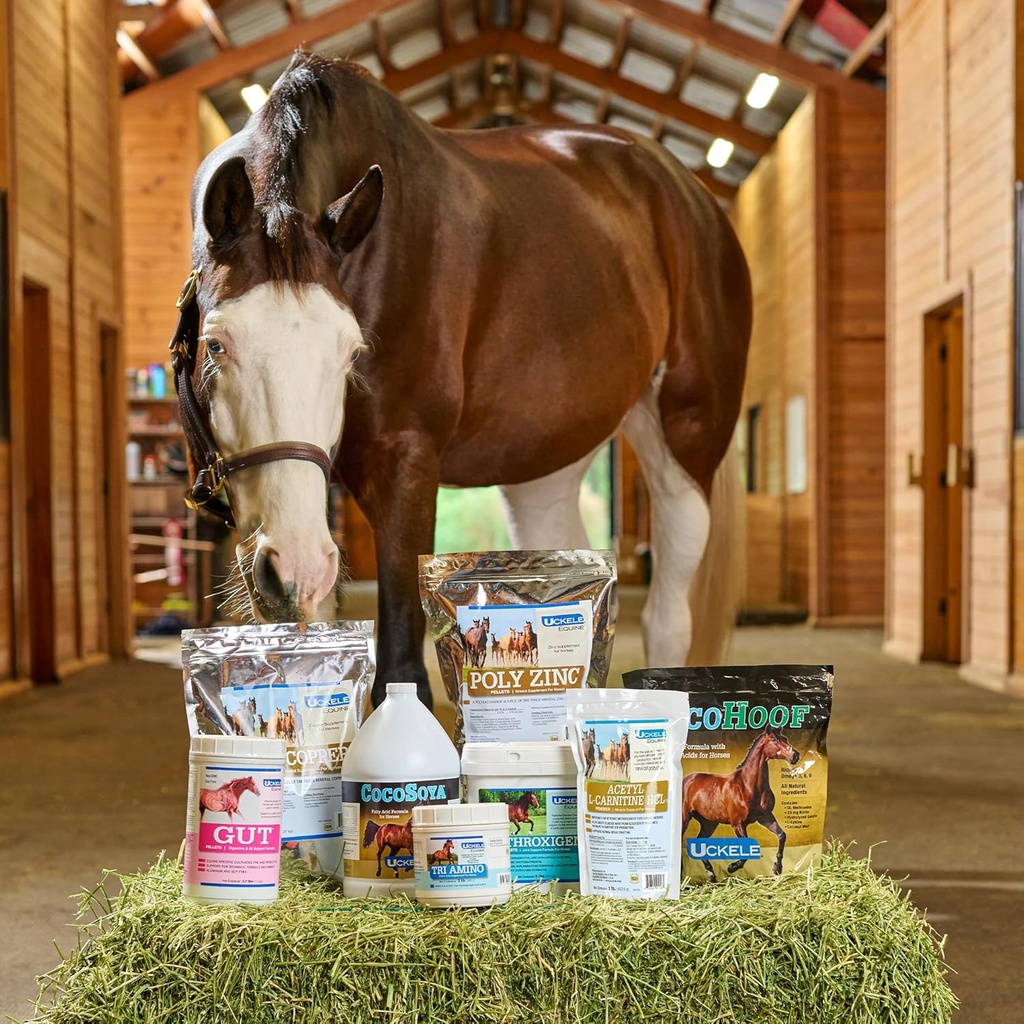 smartequine-equibase-grass-pellets-horse-5.jpg