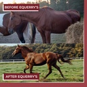 equerrys-better-horse-belly---supplement-4.jpg