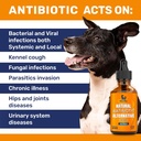 natural-antibiotics-for-dogs-for-allergi-2.jpg
