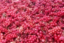 dragon-herbs---schizandra-capsules---100-3.jpg