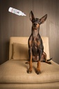 warren-london-instant-ear-cleaner--dog-e-5.jpg