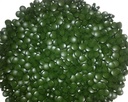 raw-power-spirulina-cold-pressed-tablets-2.jpg