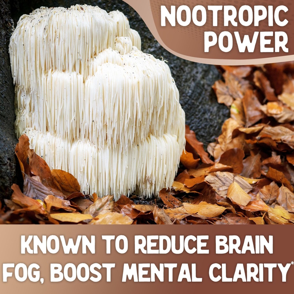 xprs-nutra-organic-lions-mane-supplement-3.jpg