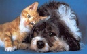 i-love-my-pets-llc-cat-immune-system-boo-3.jpg