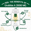 urolithin-a-supplement-2000mg---for-heal-3.jpg