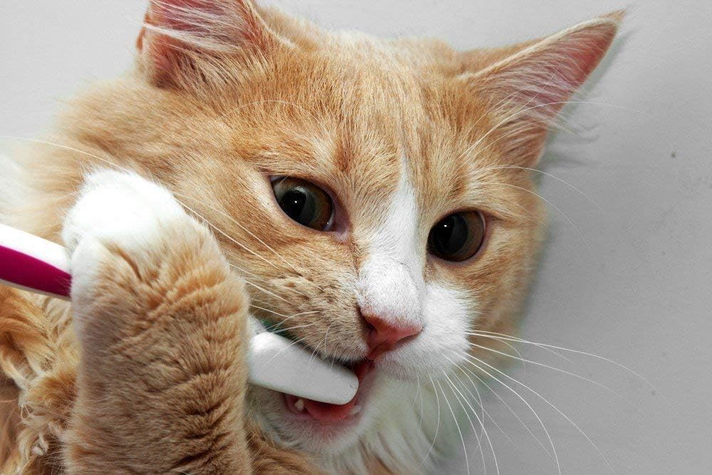 cat-bad-breath-treats---cat-teeth-health-3.jpg