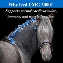 su-per-dmg-3000-horse-supplement---train-5.jpg