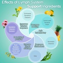 lymph-system-support-supplement---lympha-5.jpg