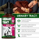 сat-urinary-tract-infection-treatment-wi-2.jpg