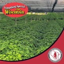 dairyland-american-ginseng-roots-prongs--6.jpg