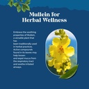 usda-organic-mullein-drops-for-lungs---h-4.jpg