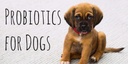 probiotics-for-dogs-chewable---dog-probi-3.jpg