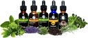 Cedar Bear Echinacea Super Immune Blend a Liquid Herbal Supplement That Boosts Your Immune System to Help Maintain White Blood Cell Activity and Other Immune Functions 1 Fl Oz 4