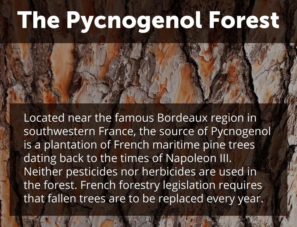 dr-whitakers-clinical-grade-pycnogenol-5-5.jpg