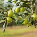 nature-s-answer-olive-leaf-extract-alcoh-6.jpg
