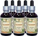 BlackBerry(Rubus fruticosus) Tincture、有機乾燥葉液体エキス(ブランド名:HerbalTerra、米国製)5x2 fl.oz (5x60 ml)