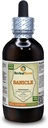 サニクル(Sanicula Europaea)チンキ、乾燥ハーブ液エキス(ブランド名:HerbalTerra、米国製)4 fl.oz(120 ml)