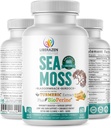 オーガニックアイリッシュ海苔の丸薬 - Sebi Inspired Seamoss Blend with Turmeric, Burdock Root & Bladderwrack, ブラックペッパーで強化 - 60カプセル