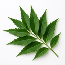 JETHIYA Fresh Neem Leaves 100g | 100% Organic Herbal Neem Patte | Ayurvedic Medicinal Plant for Skin, Hair & Health Benefits | Natural Neem Leaf Fresh for Bath & Remedies