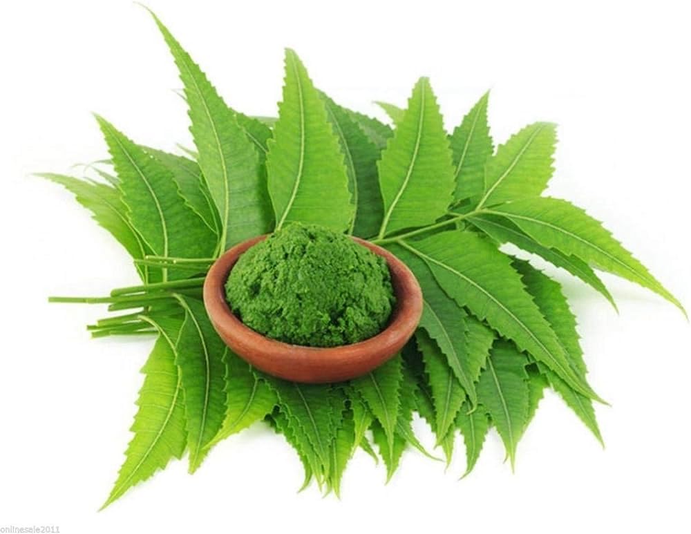 Fresh Neem Leaves – Herbal, Medicinal Plant Leaf (Neem Ka Patta)