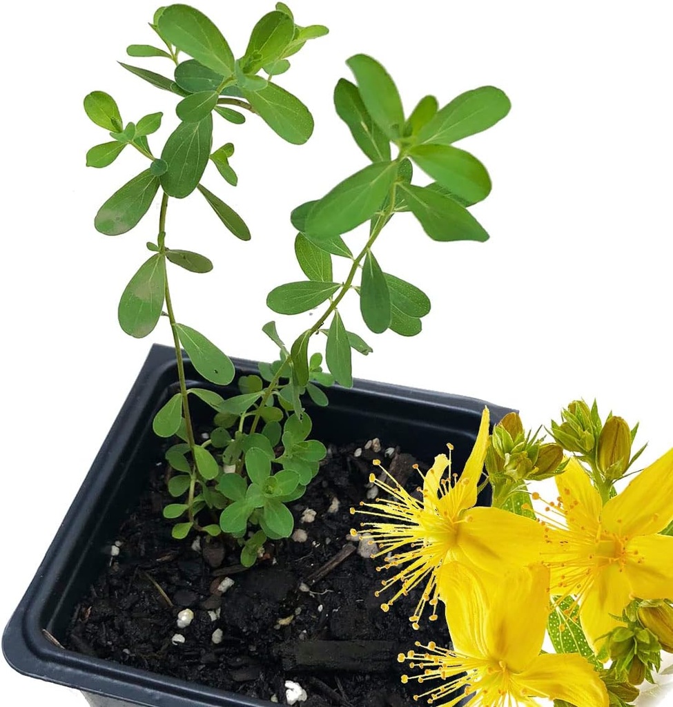 Organic Saint John's Wort Plant, (Hypericum Perforatum) 2.5 inch Pot - St. John's Wort Live Plant