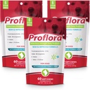 Proflora Probiotic Soft Chews for Dogs - 獣医学の毎日のプロバイオティクス - 消化の健康 - ブースト免疫システム - 皮膚とコートの健康 - 180 柔らかい咀嚼