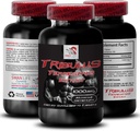 Staminaサポート方式 - TRIBULUS TERRESTRIS EXTRACT - パワーリチャージ、パワーサポートブレンド、物理ブースト、プラントパワーエネルギー、ボディサポートフォーミュラ、強度とパワー、アクティブパワー1Bot 90Tab