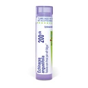 Boiron Echinacea Purpurea 200Ck のための Sore Throat 痛み ととも に 疲労 - 80 の小冊子