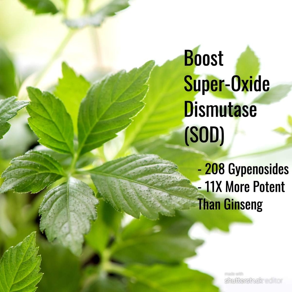 Immortalitea Gynostemmaカプセル(Jiaogulan) - 全葉フルスペクトラム - 天然アダプトゲン&ampk活性剤サプリメント - Veggieカプセル - 100カウント、500mg