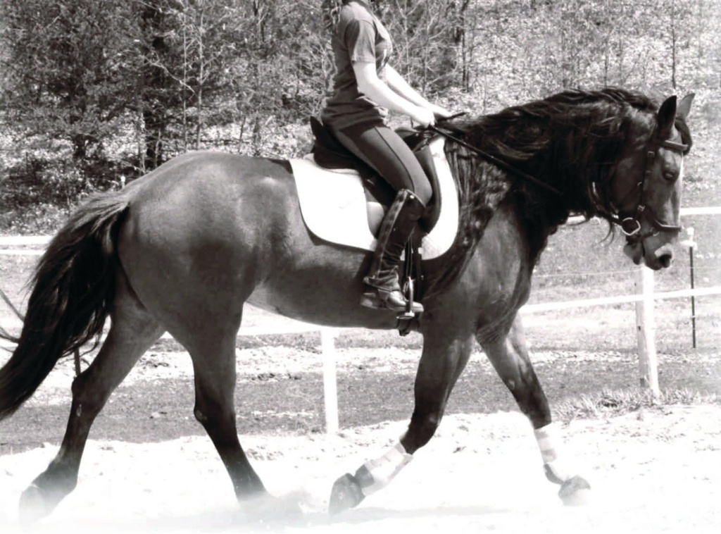 馬のためのホルモンそして Calming の補足 すべての自然な純粋なラズベリーおよびペパーミントの葉の草のブレンド 14 oz.