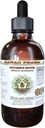 Butcher's Broom Alcohol-Free Liquid Extract, Organic Butcher's Broom (Ruscus aculeatus) Dried Root Glycerite Hawaii Pharm Natural Herbal Supplement 4 oz